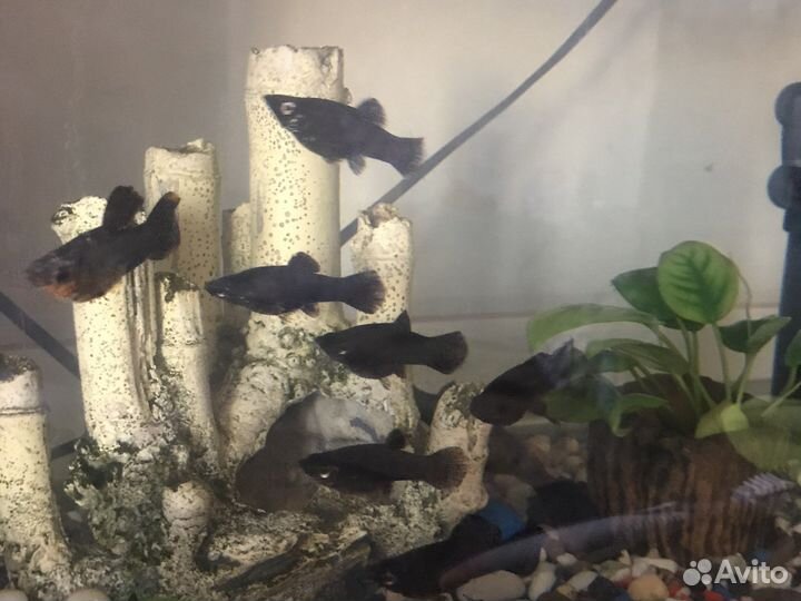 Рыбки мальки. Молинезии. Сомики анцитрусы. отдам