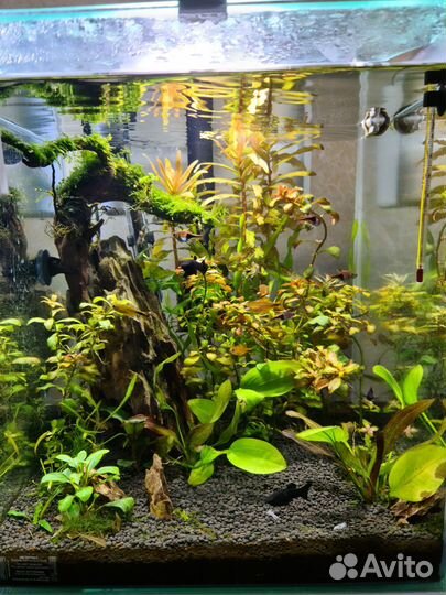 Установка пресноводных аквариумов, обслуживание