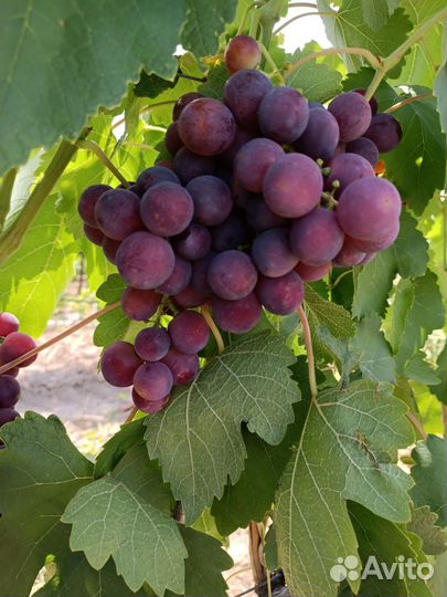 Виноград