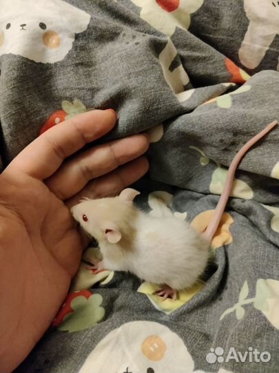 Мальчишки ищут дом