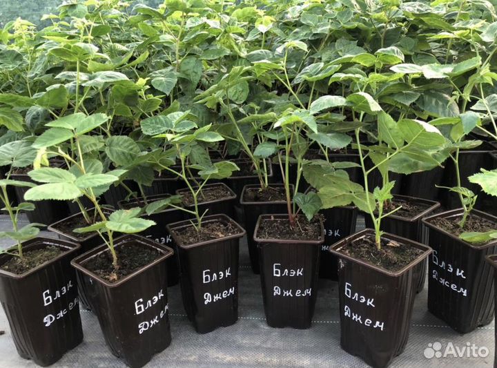 Неколючая ежевика Блэк Джем (саженцы) зкс