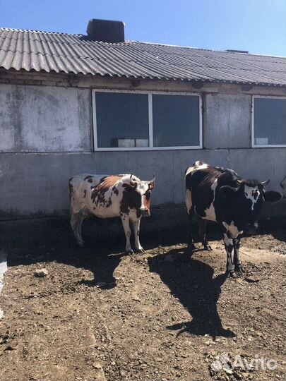 Корова стельная дойная, телят(бички)