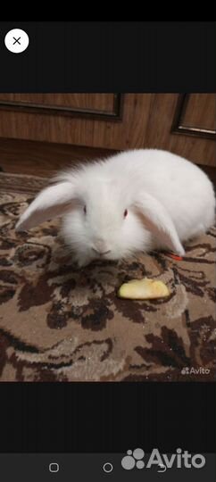 Кролик вислоухий