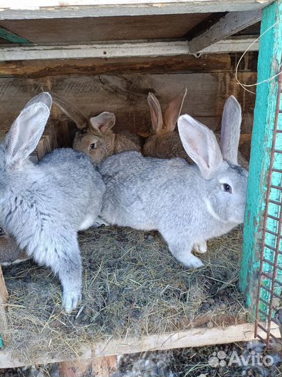 Кролики Фландер