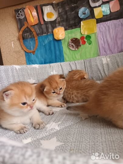 Шотландские котята золотая шиншилла