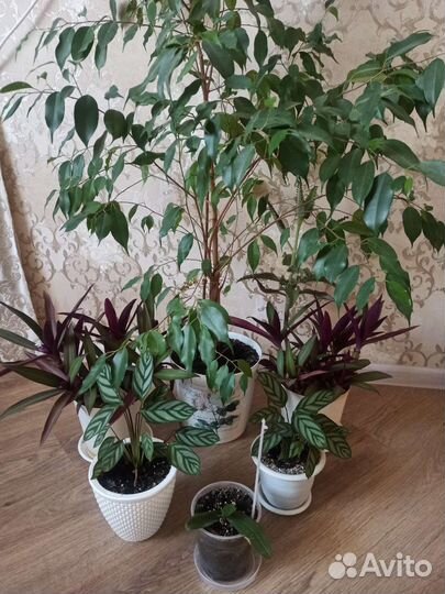 Комнатные растения