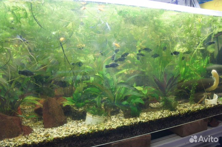 Рыбки московские.Суматранский барбус Меченос,гуппи