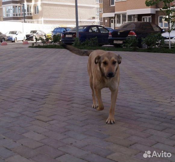 Собака в добрые руки