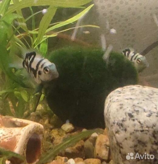 Рыбка сапфировый попугай