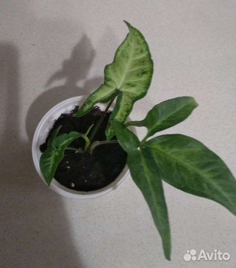 Сингония.комнатный цветок