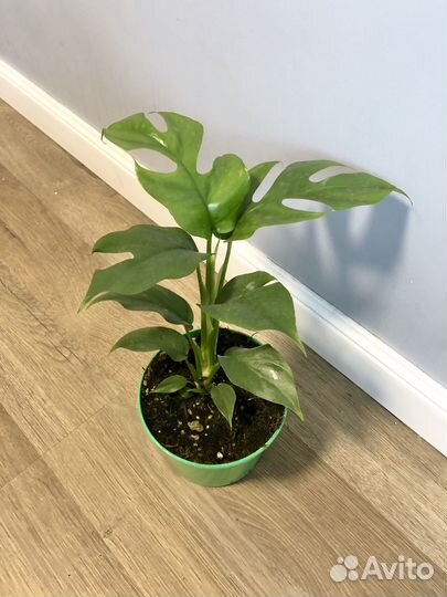 Монстера Минима Рафидофора Тетрасперма