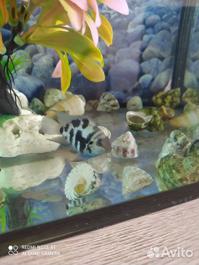 Улитка Хелена аквариумная рыба попугай сапфировый