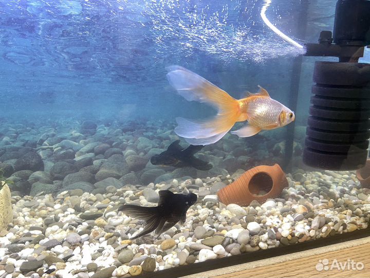 Аквариум с рыбками