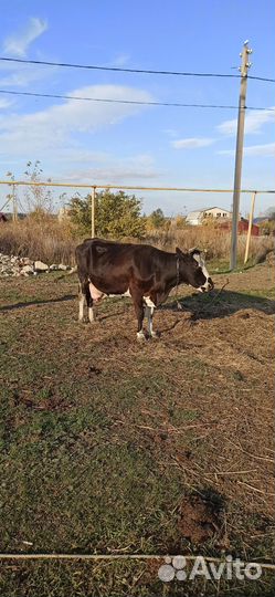 Корова на мясо