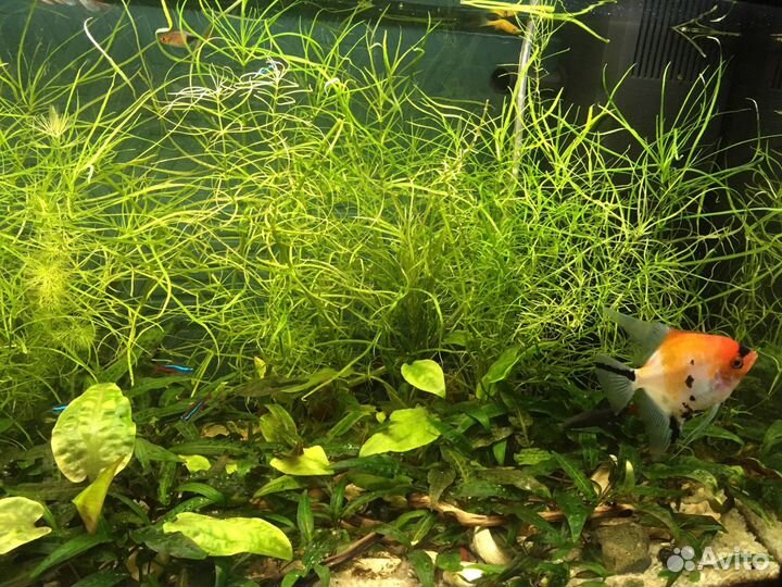 Криптокорина, погостемон роголистник и др для