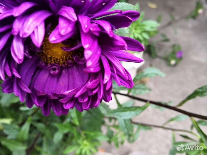 Букет из астры