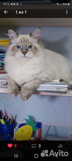 Очаровательные пушистики