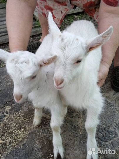 Козлята