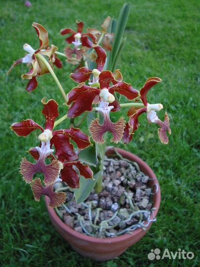 Орхидея. Ванда.vanda roeblingiana