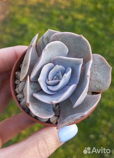 Суккуленты по всей РФ (часть2) - Эхеверии