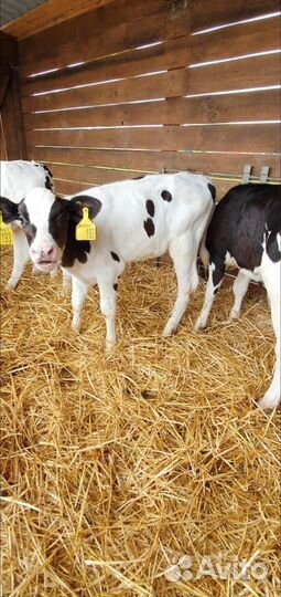 Телята Бычки без посредников