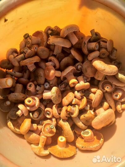 Свежие грибы рыжики