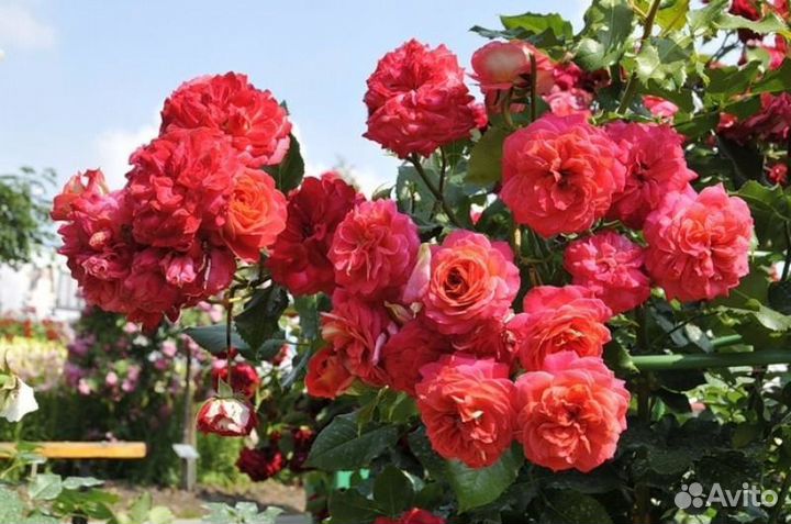 Роза флорибунда, роза чайно-гибридная