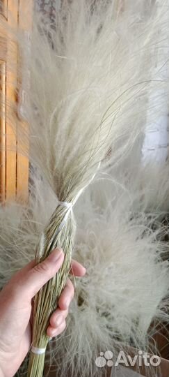 Сухоцвет ковыль