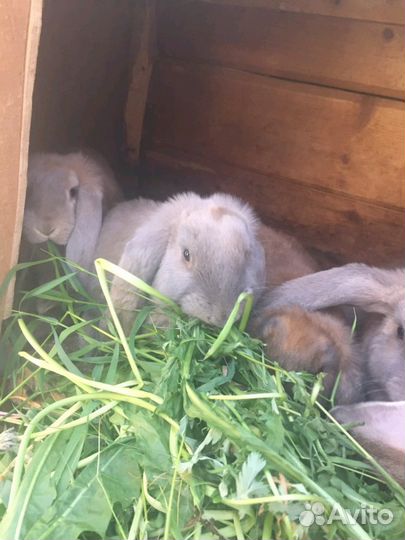 Крольчата