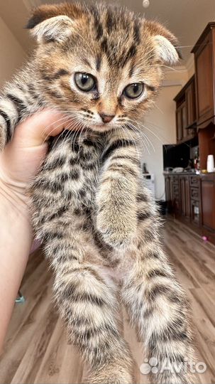 Отдам котят