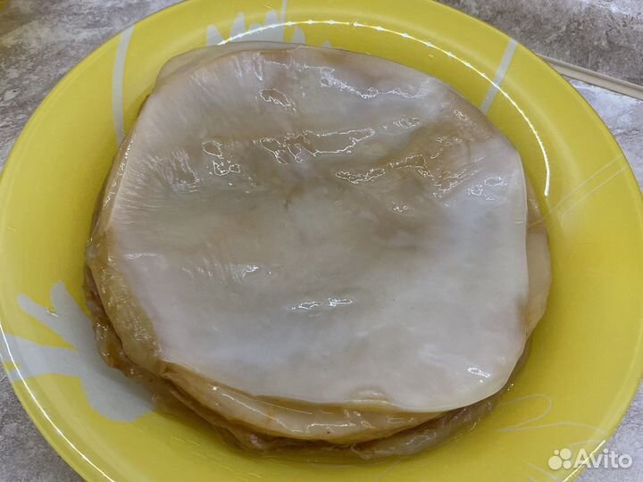 Чайный гриб