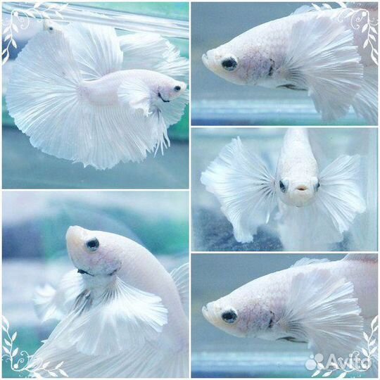 Петушок слоноухий-плакат