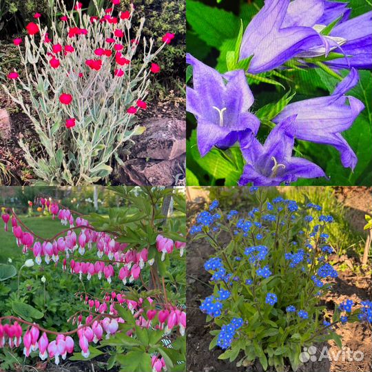 Многолетники