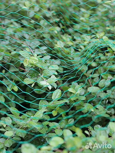 Сетка от птиц