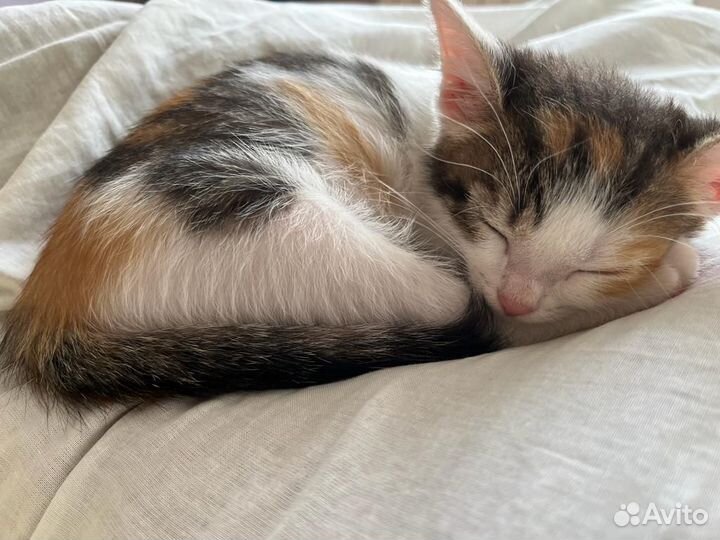 Трехцветный котенок на счастье