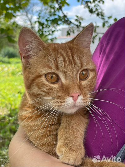Рыжая кошка в добрые руки