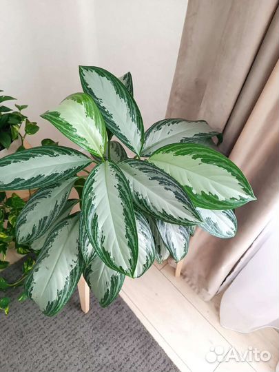Аглаонема сильвер бей