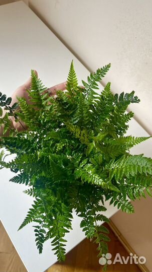 Папоротник комнатный