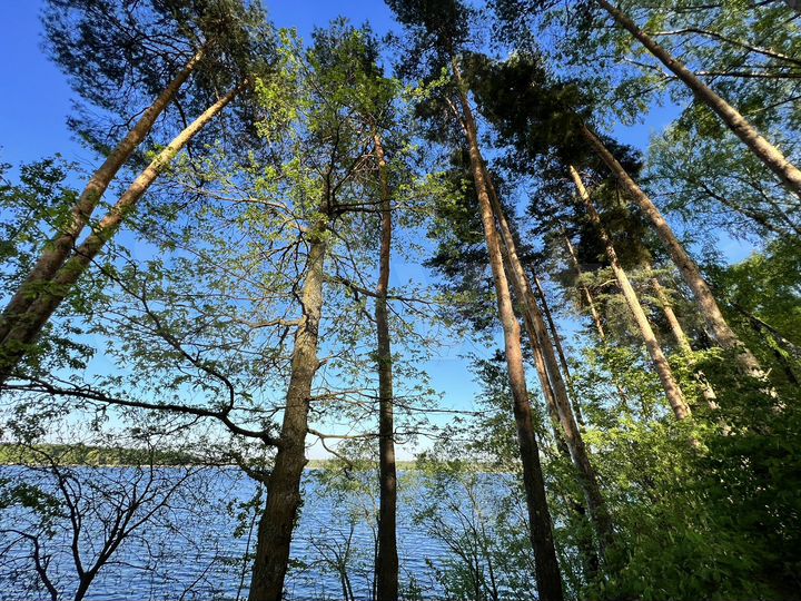 Участок 8,5 сот. (ИЖС)