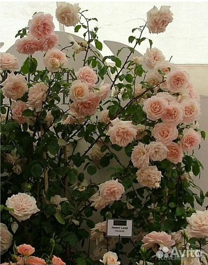 Саженцы плетистых роз Пенни Лейн осень 2023г