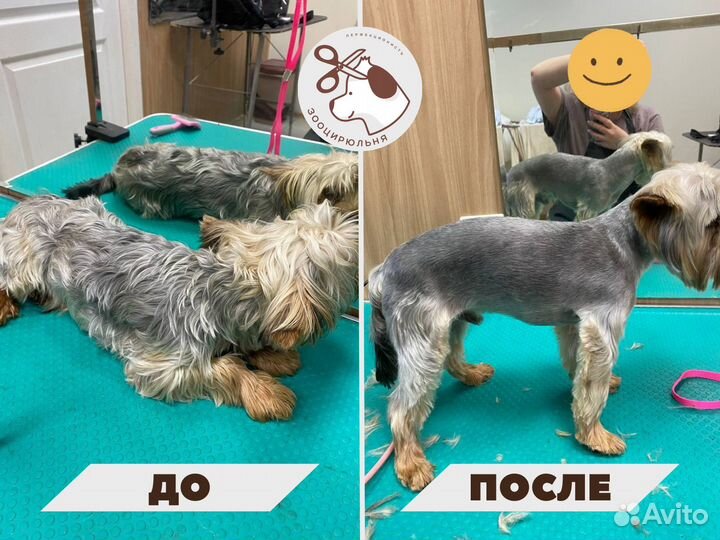 Стрижка собак. Тримминг. Гигиена