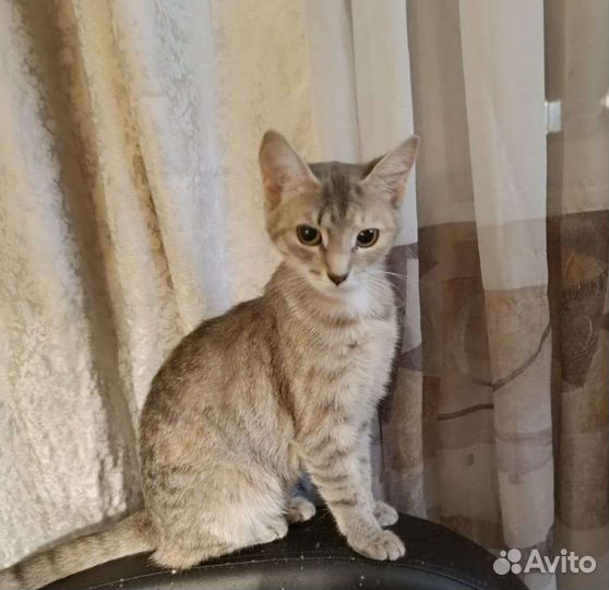 Кошка в дар бесплатно