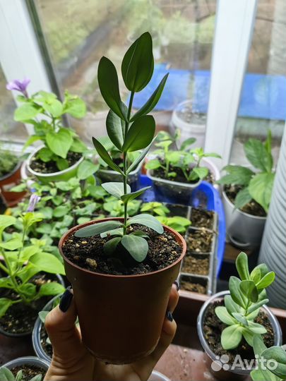 Набор эустом