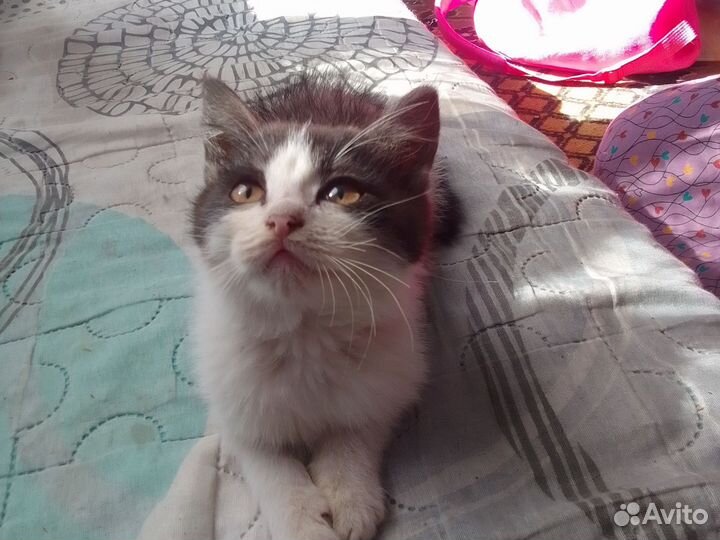 Продам котят