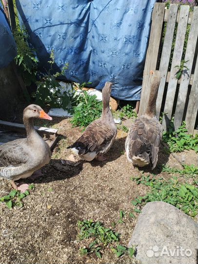 Продам семью гусей