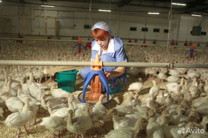 Вахта в Башкирии.Птицевод на птицефабрику