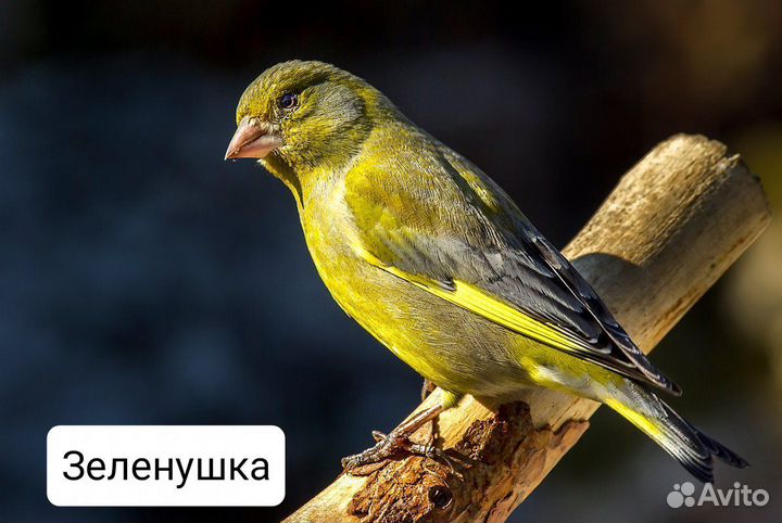 Певчие птицы