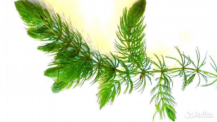 Роголистник