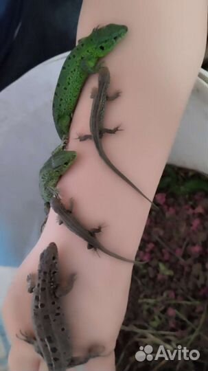 Продам ящериц