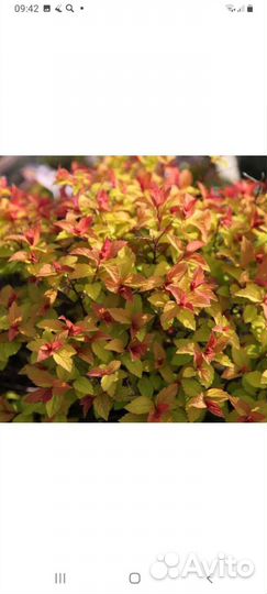 Спирея в ассортимете